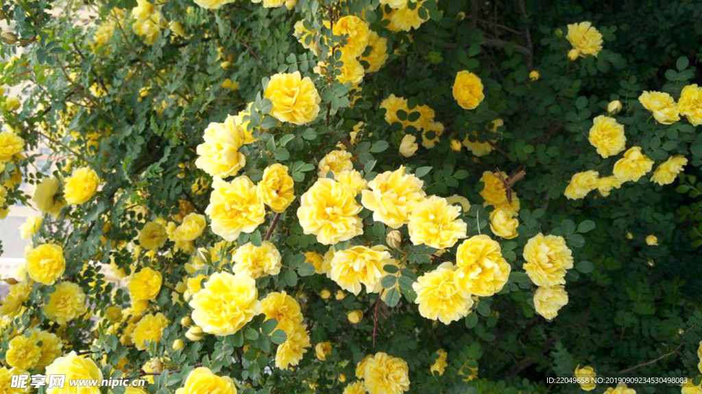 花丛  繁花似锦