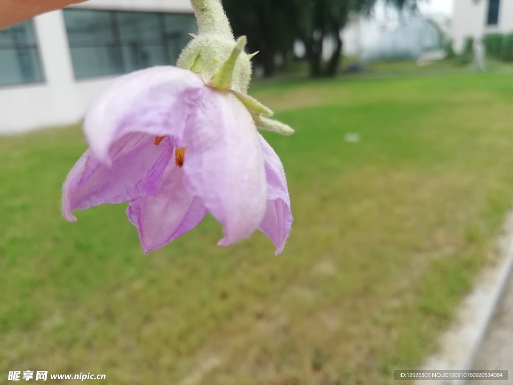 手 粉花 花蕊 草地 一朵