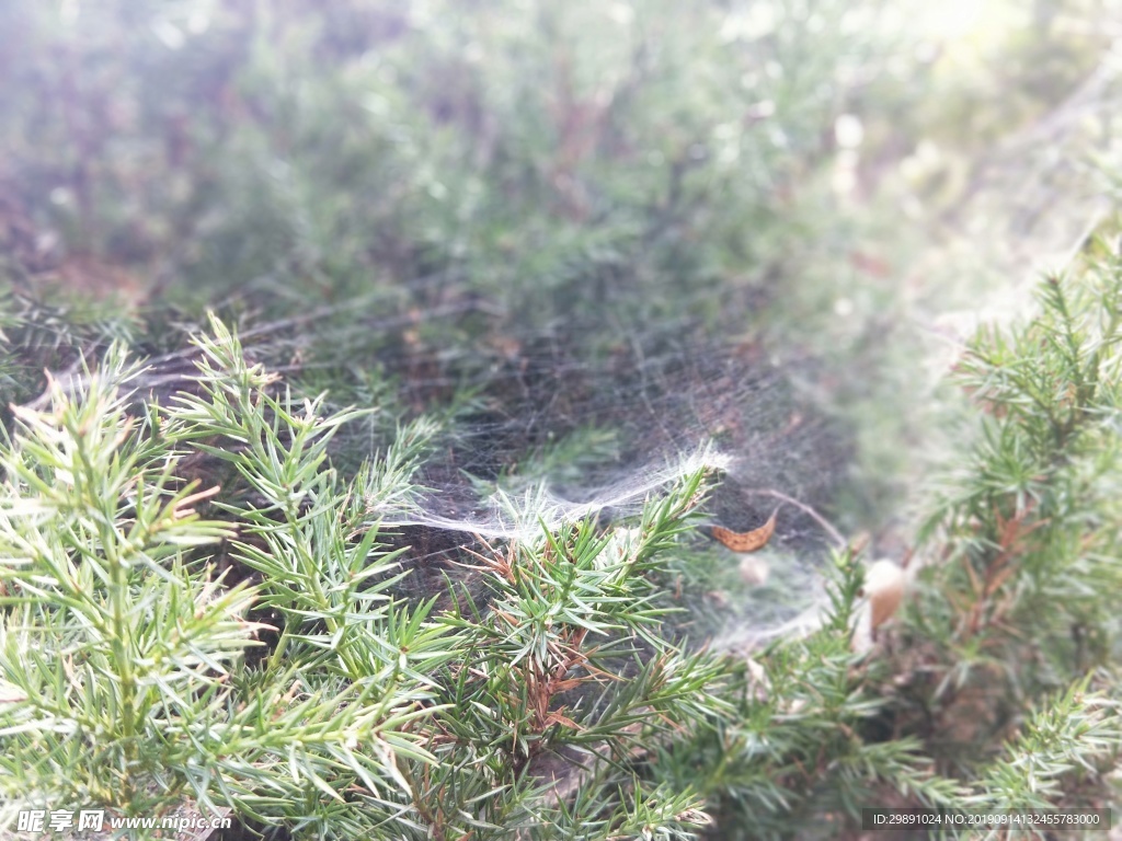 园林 树木 绿色 蜘蛛网