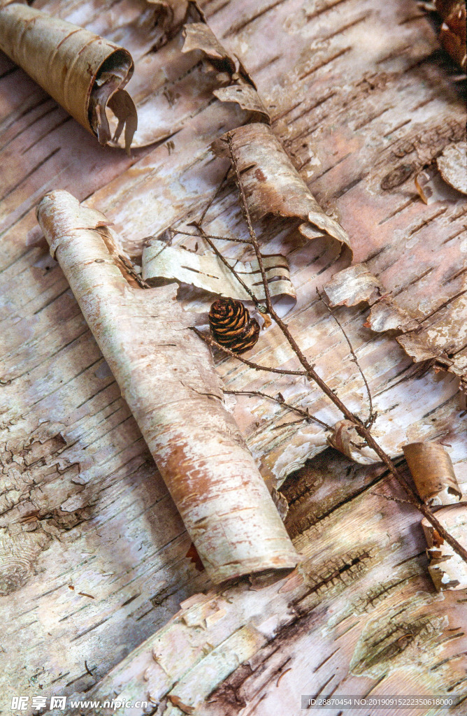 树鳞样式白桦树皮