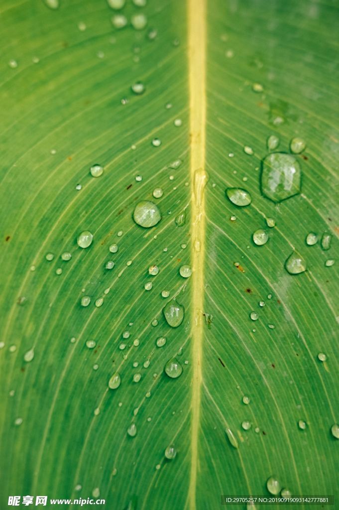 绿色叶子纹理背景