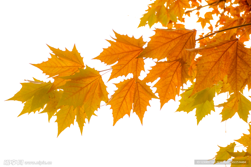 秋季红枫枫叶