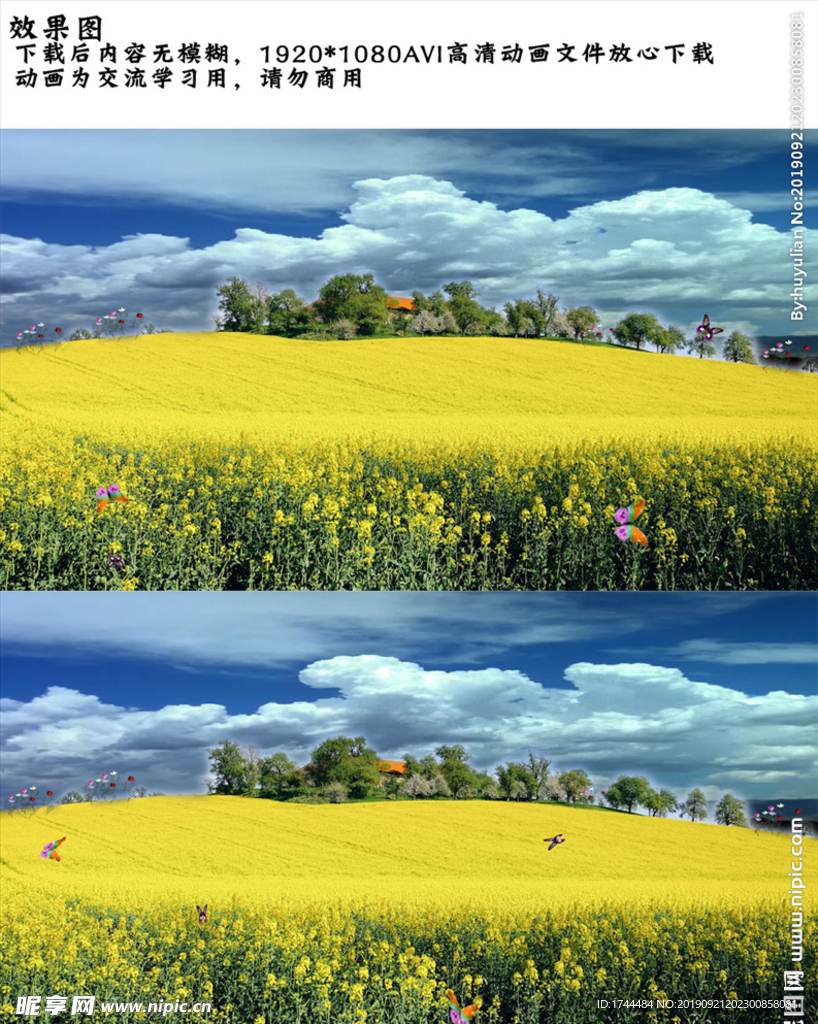 蝴蝶 风吹 油菜花 AVI视频