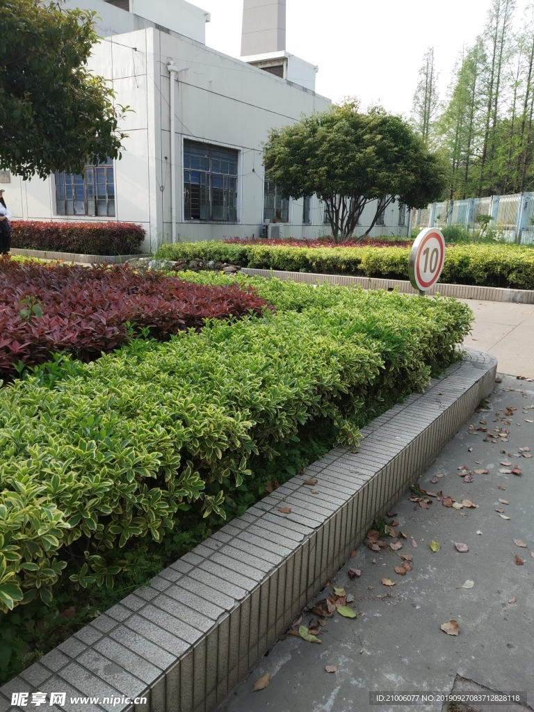 金边黄杨+红叶石楠