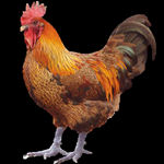 公鸡