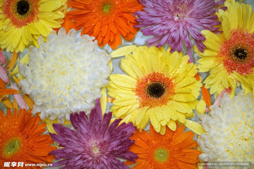 各种菊花开花背景