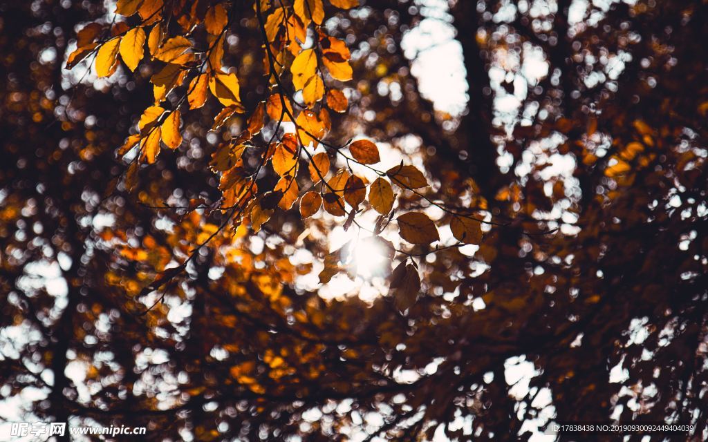 秋天景色秋天树叶金黄树叶落叶