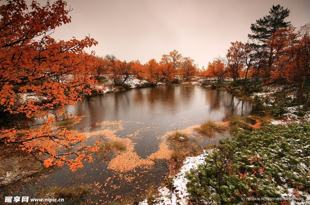 森林湖泊树木植物风景