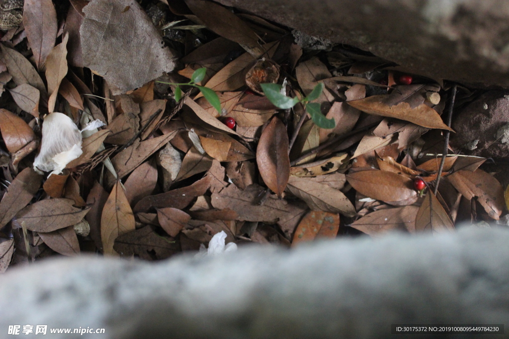 落红不是无情物，化春泥更护花
