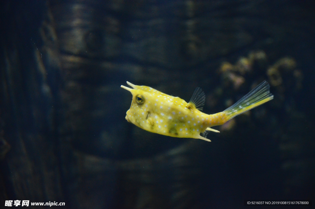 海洋生物 海洋馆 角箱鲀
