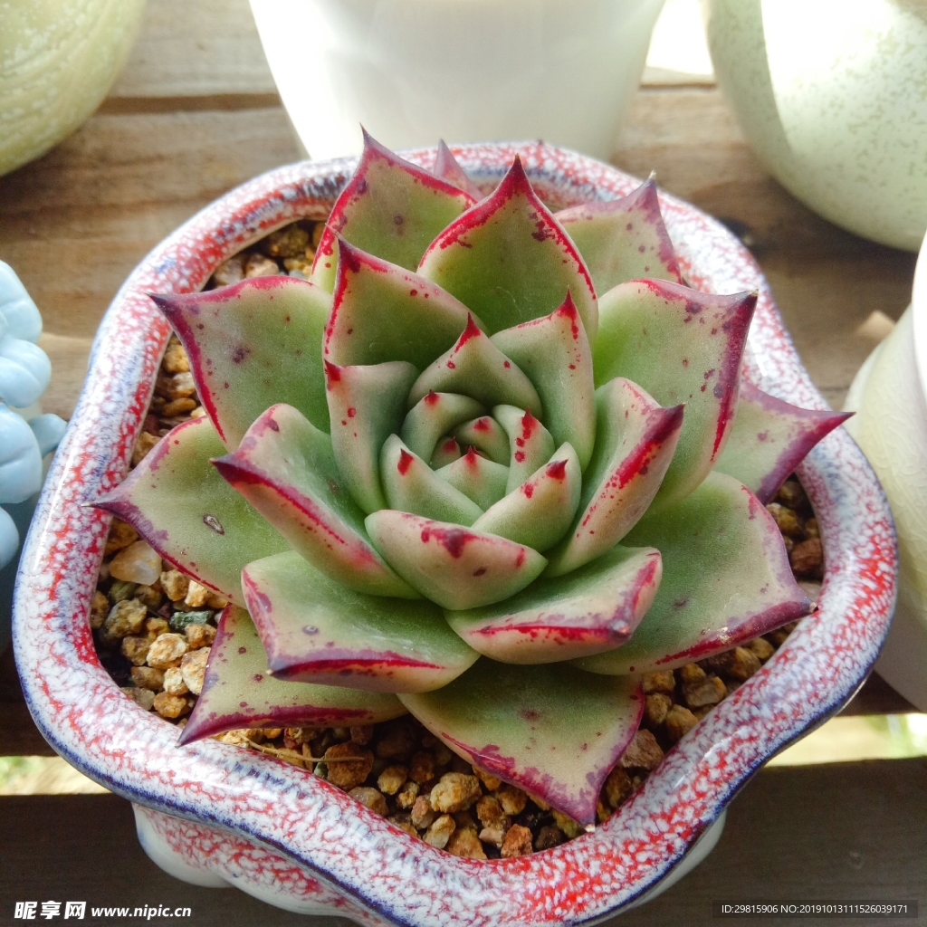 多肉植物乌木杂