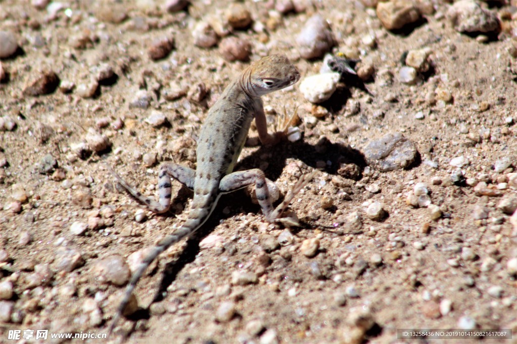 蜥蜴野生动物爬行