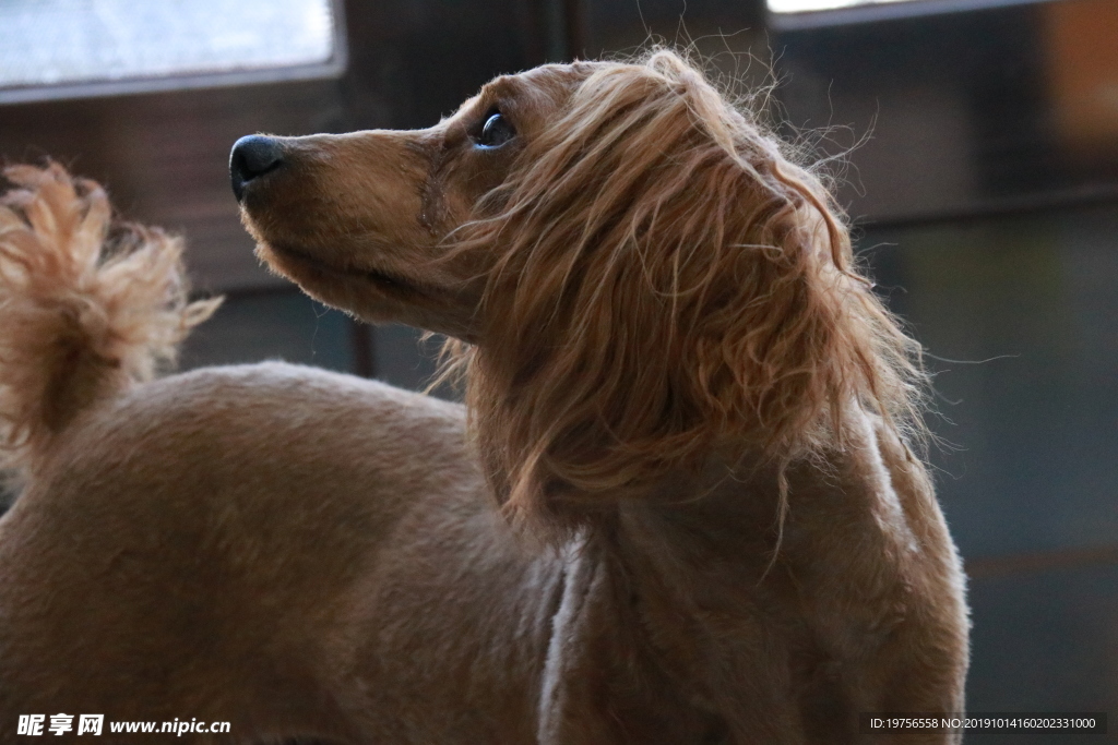 小狗回首 一只渴望被关注的小狗