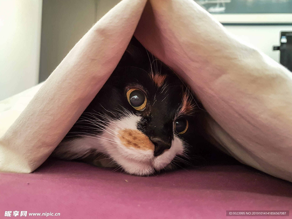 猫 猫咪 野猫 CAT 小猫