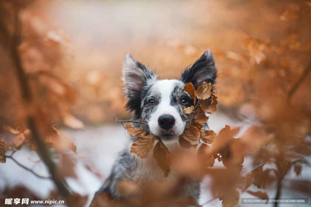 狗 犬 宠物 动物 小狗 可爱