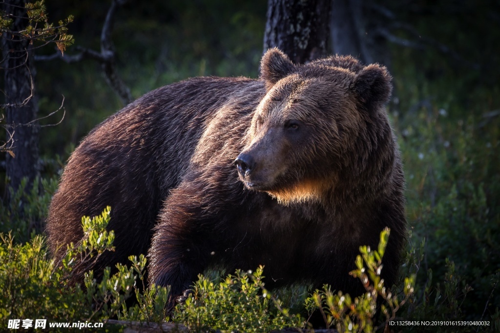 狗熊野生动物野兽背景