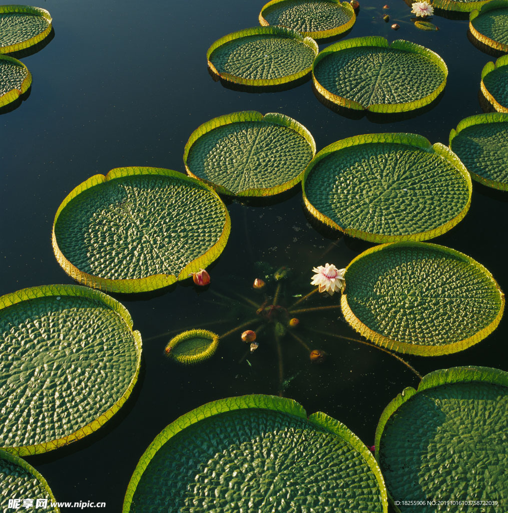 莲花座水荷花美景素材