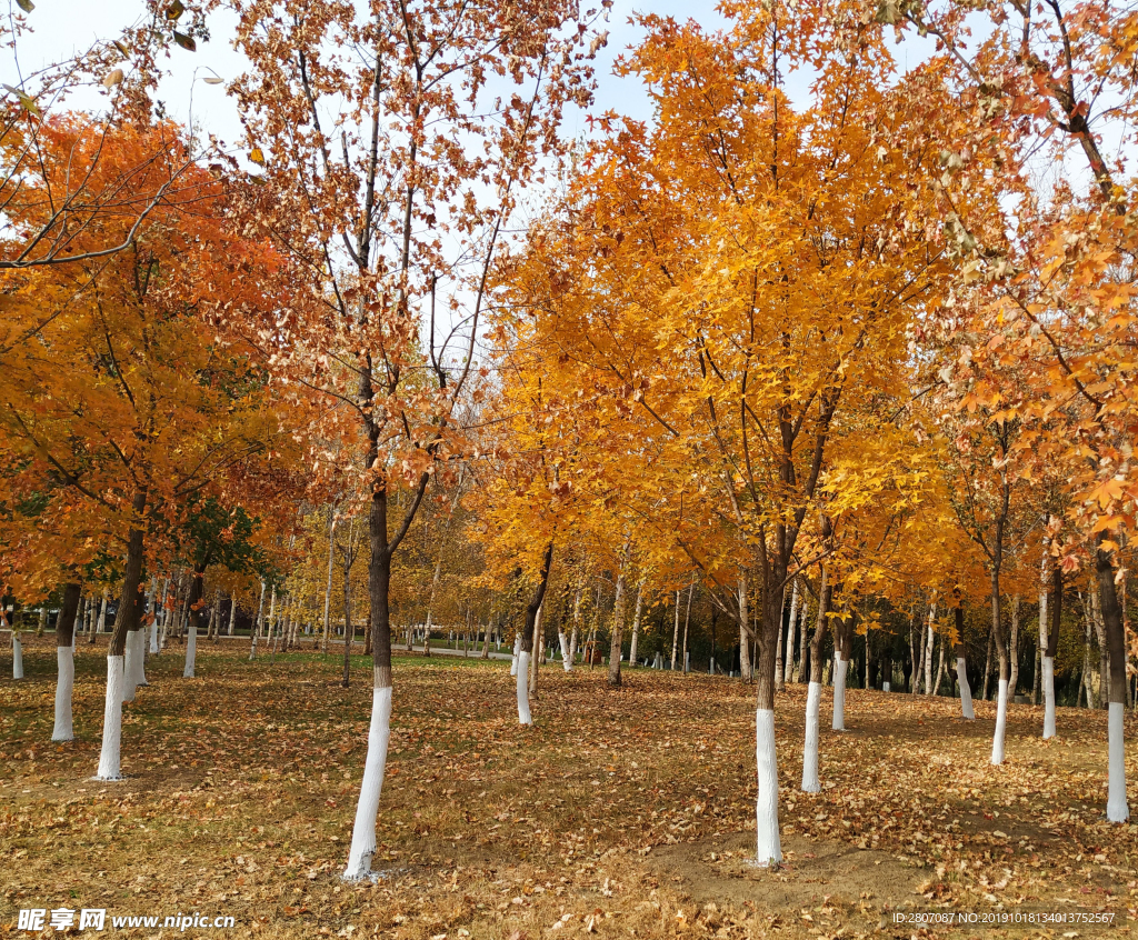 秋天 树叶 黄叶 红叶