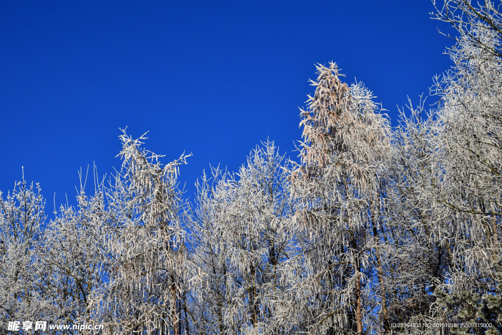冬天 下雪 冬季 立冬 雪景