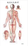 针灸穴位挂图