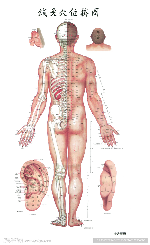 针灸穴位挂图
