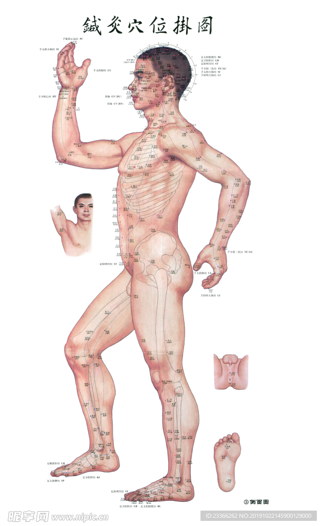 针灸穴位挂图