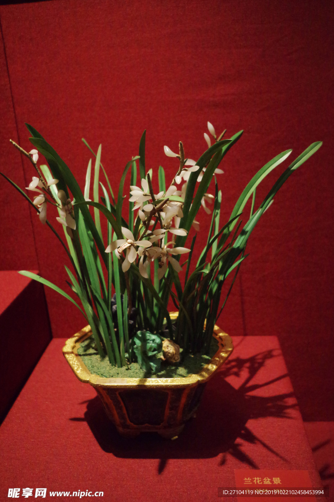 兰花盆景