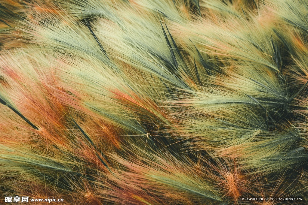 抽象绿色叶子谷物松叶