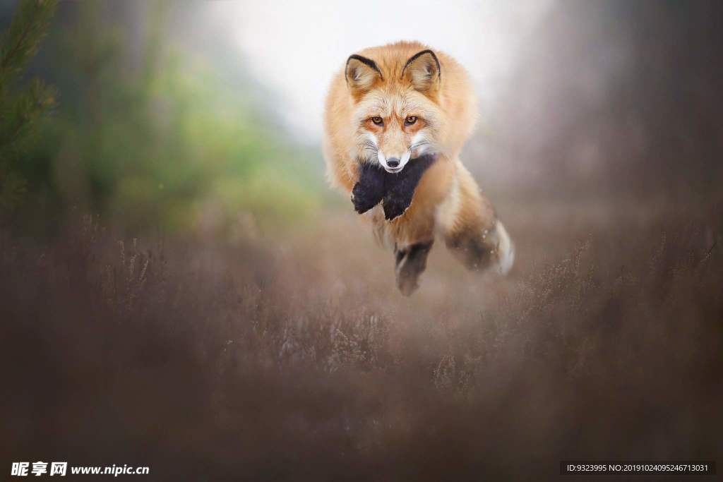 狐狸 红狐狸 火狐狸 动物