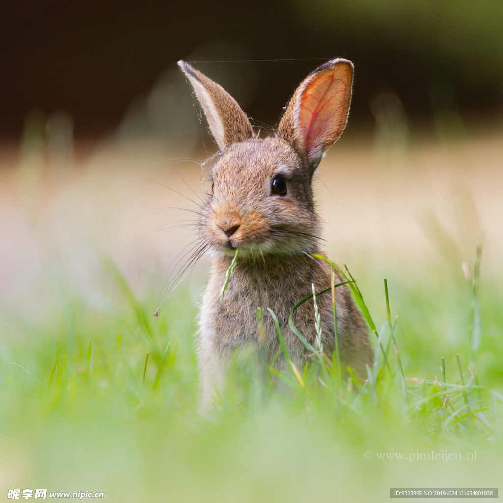 兔子 白兔 动物 哺乳 饲养