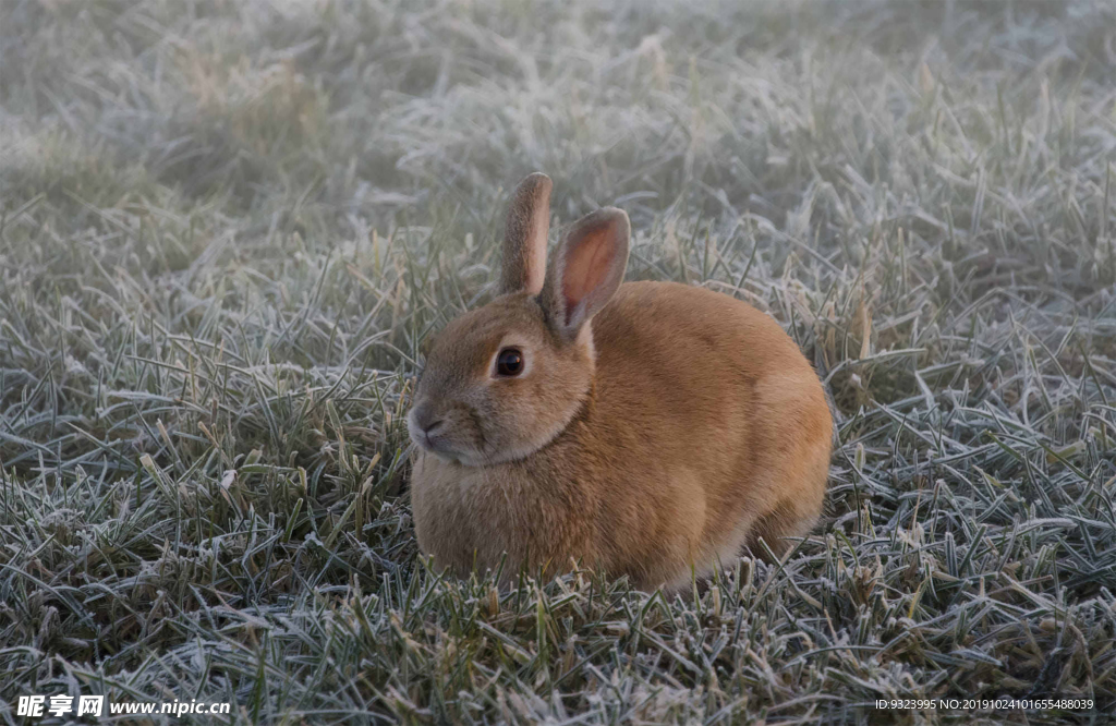 兔子 白兔 动物 哺乳 饲养