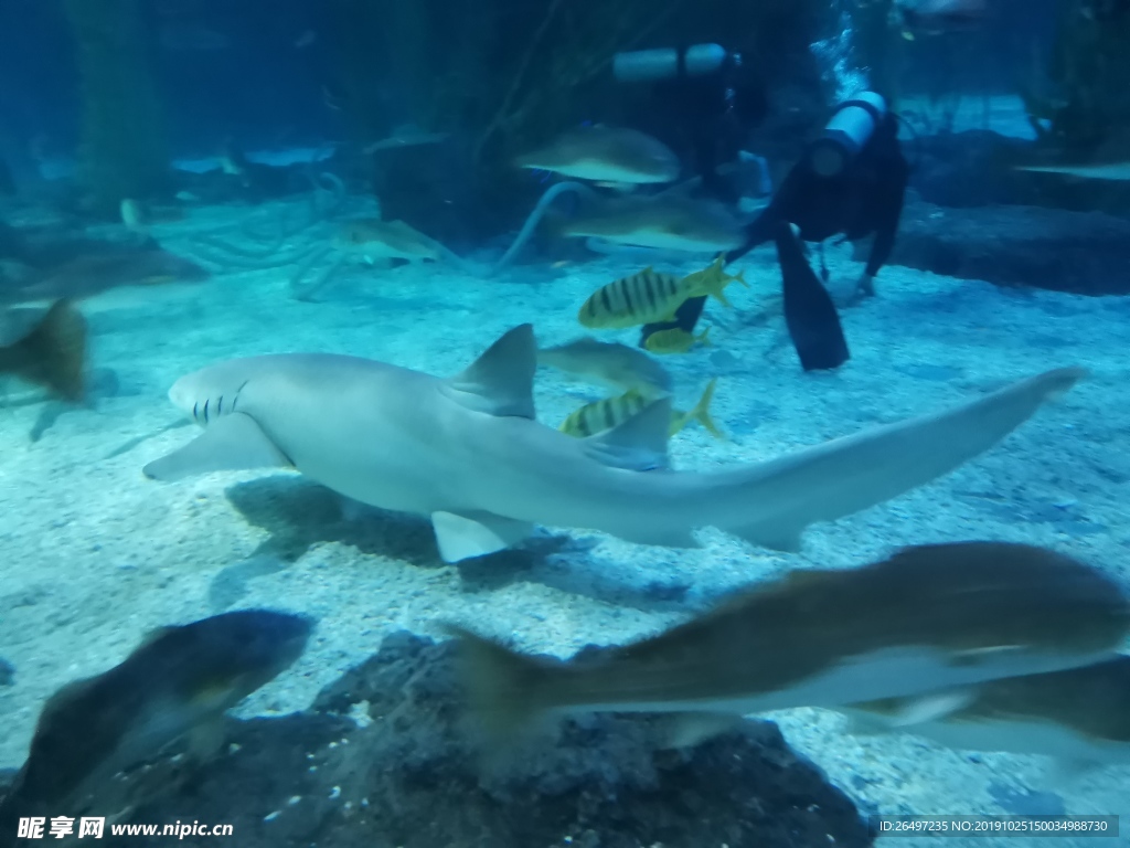 海底世界 海洋馆 鲨鱼