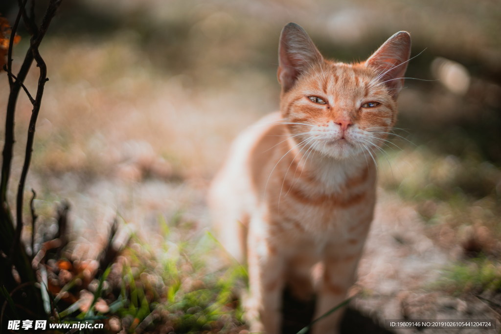 可爱橘色田园猫图片