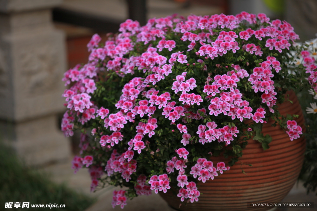 天使之眼天竺葵