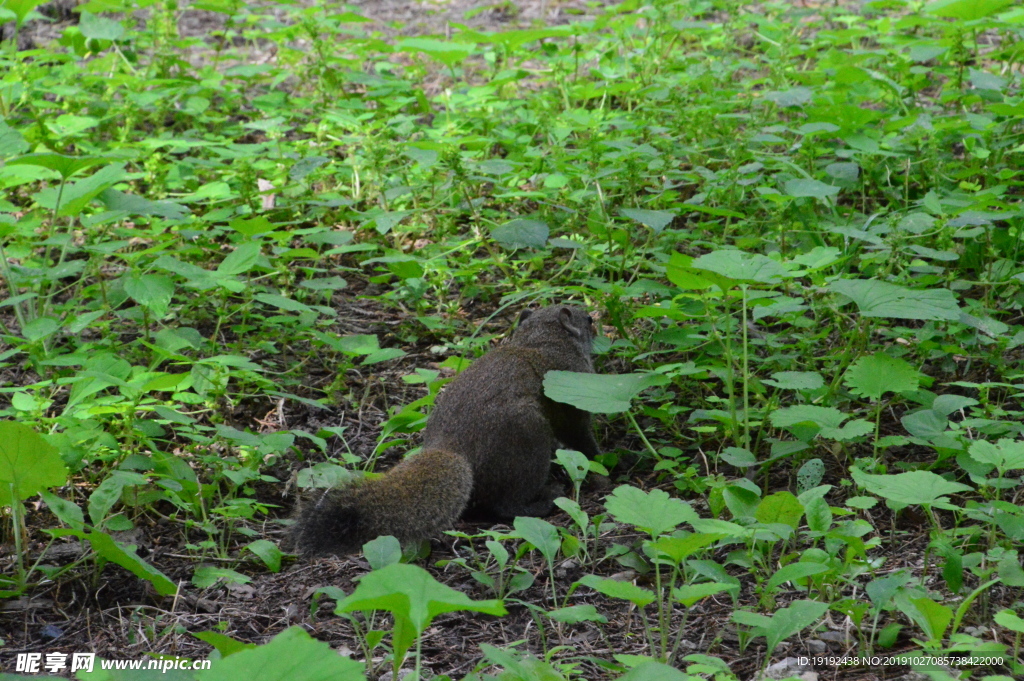 草地松鼠