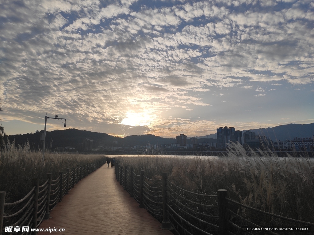 广元老城嘉陵江边芦苇