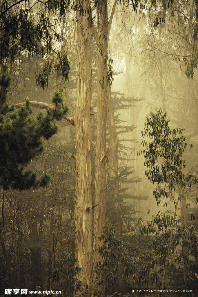 阳光 生态 植物  蓝天 山水