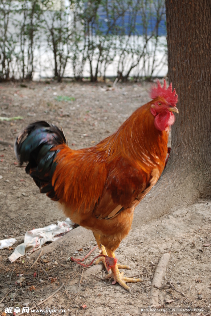 公鸡照片