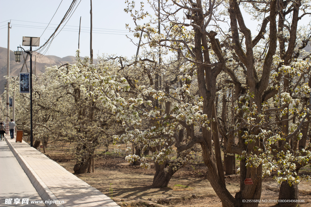 兰州什川古梨园梨花