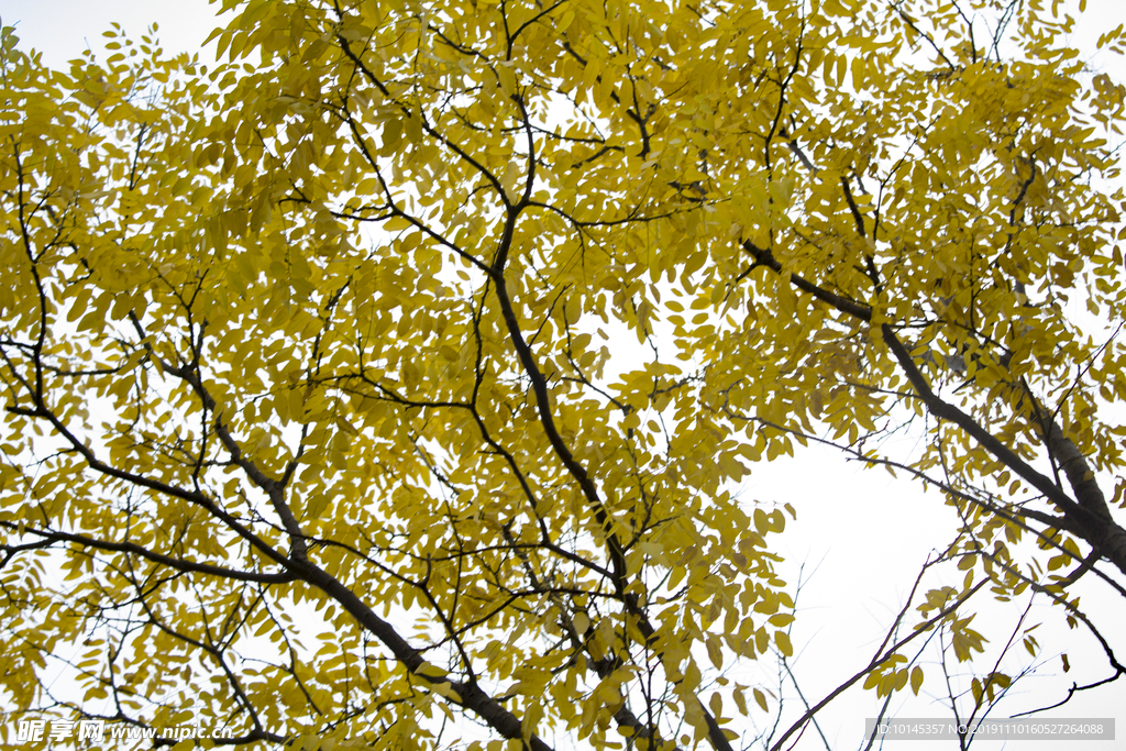 黄色树叶