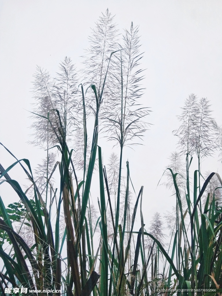 枯草 芦苇 芦苇花 芦叶 巴茅