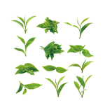 茶叶组合