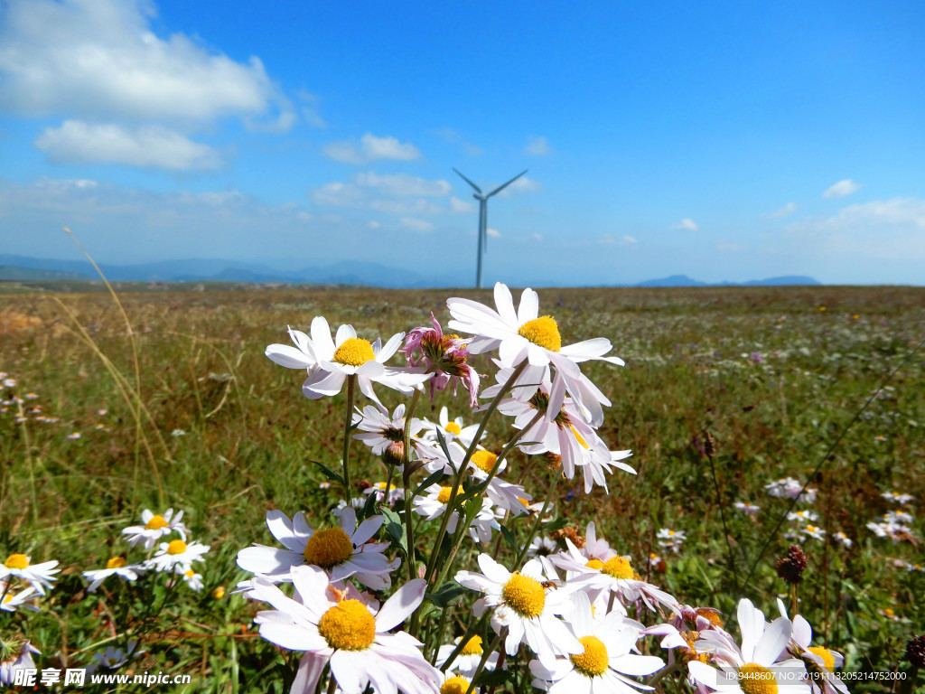 草原鲜花