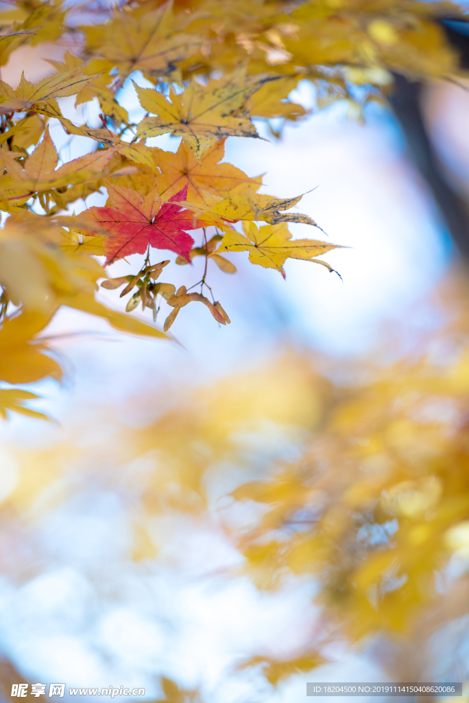秋天 枫叶 黄色落叶  秋季