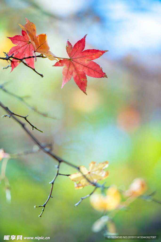 高秋 秋天 枫叶 黄色落叶