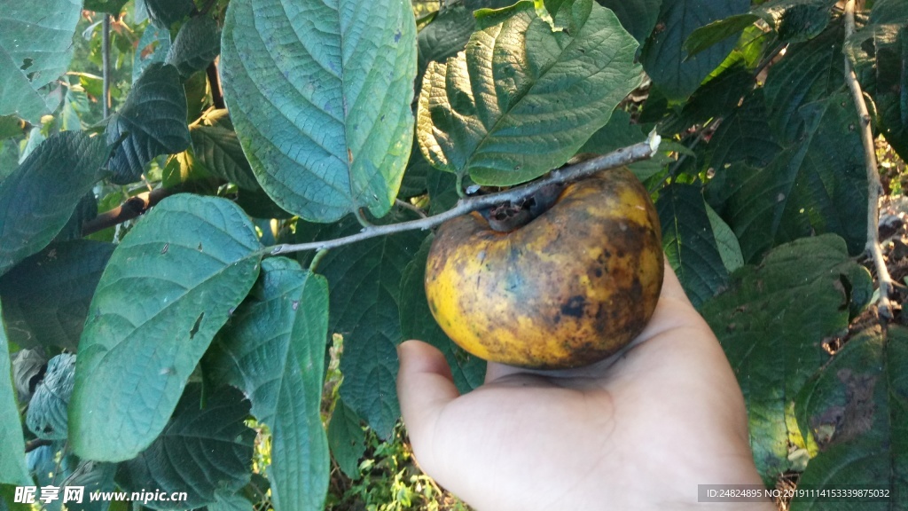 柿子柿坨时令水果野果