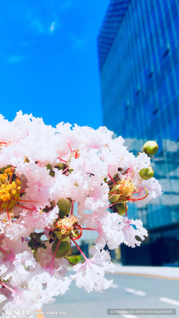 蓝天高楼鲜花手机背景