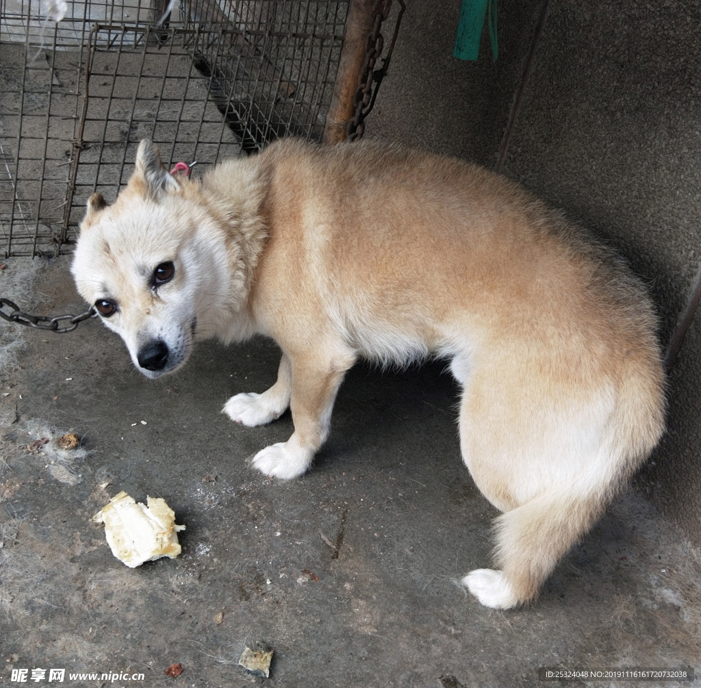 狗图片  害怕的狗