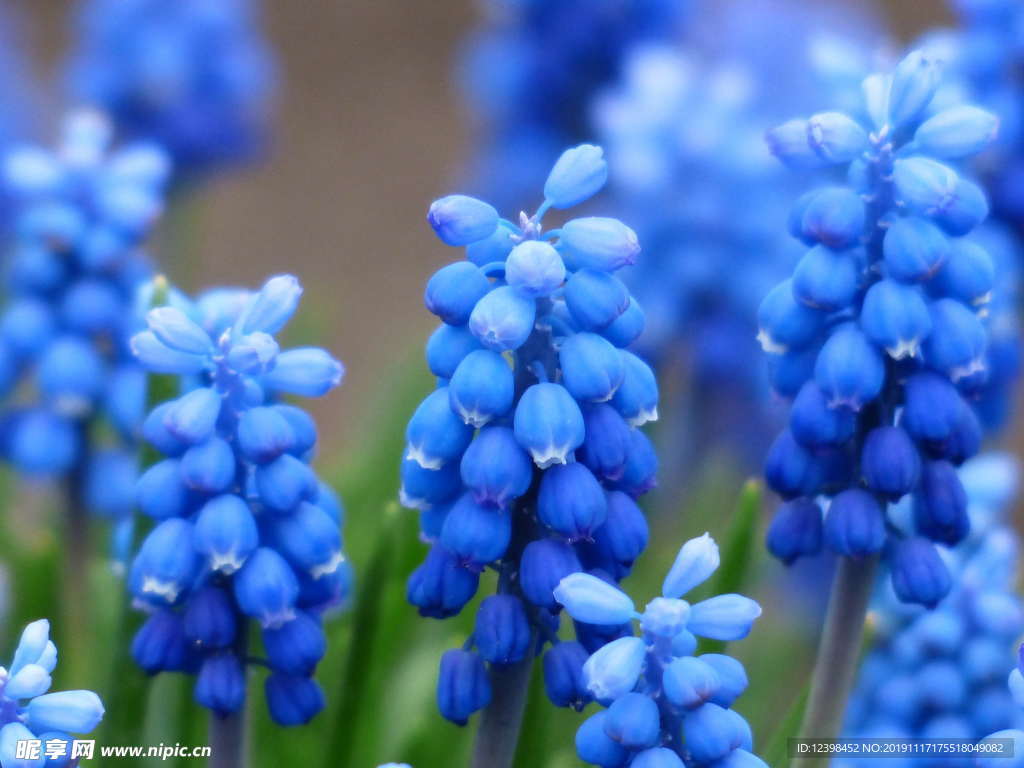 蓝色风信子