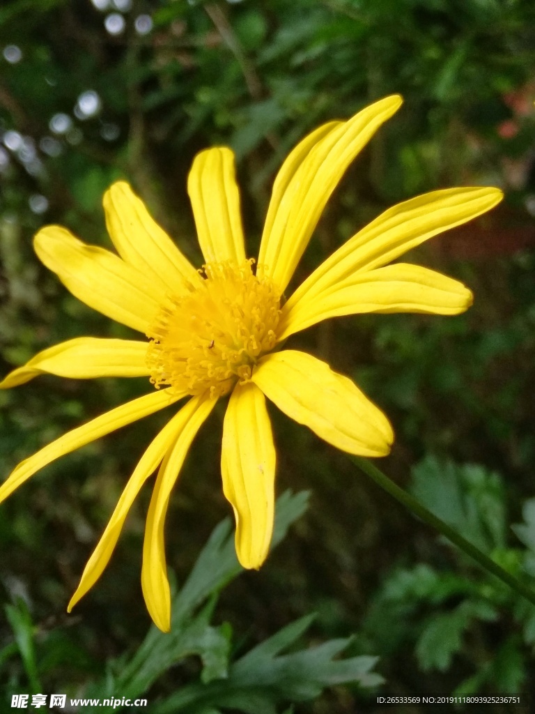 黄金菊 黄花 观赏 装饰植物